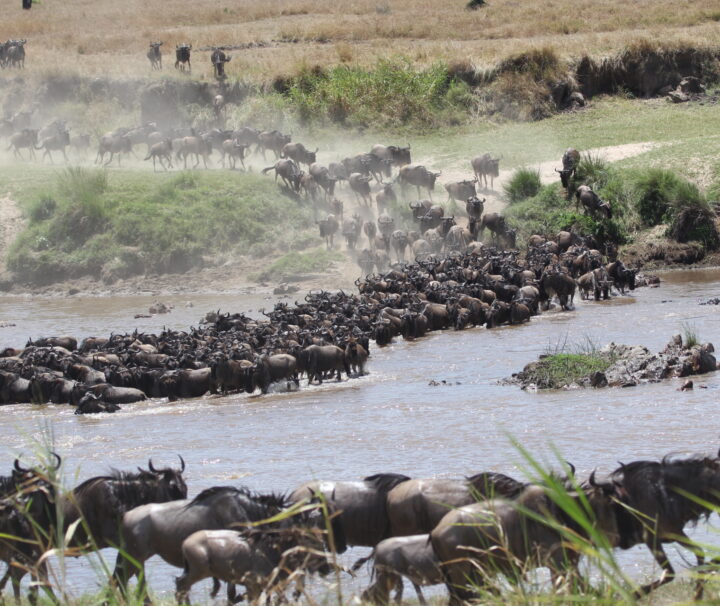 The Great Wildebeest Migration