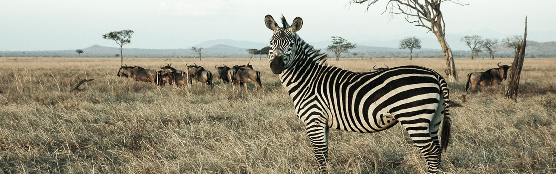 Mikumi National Park