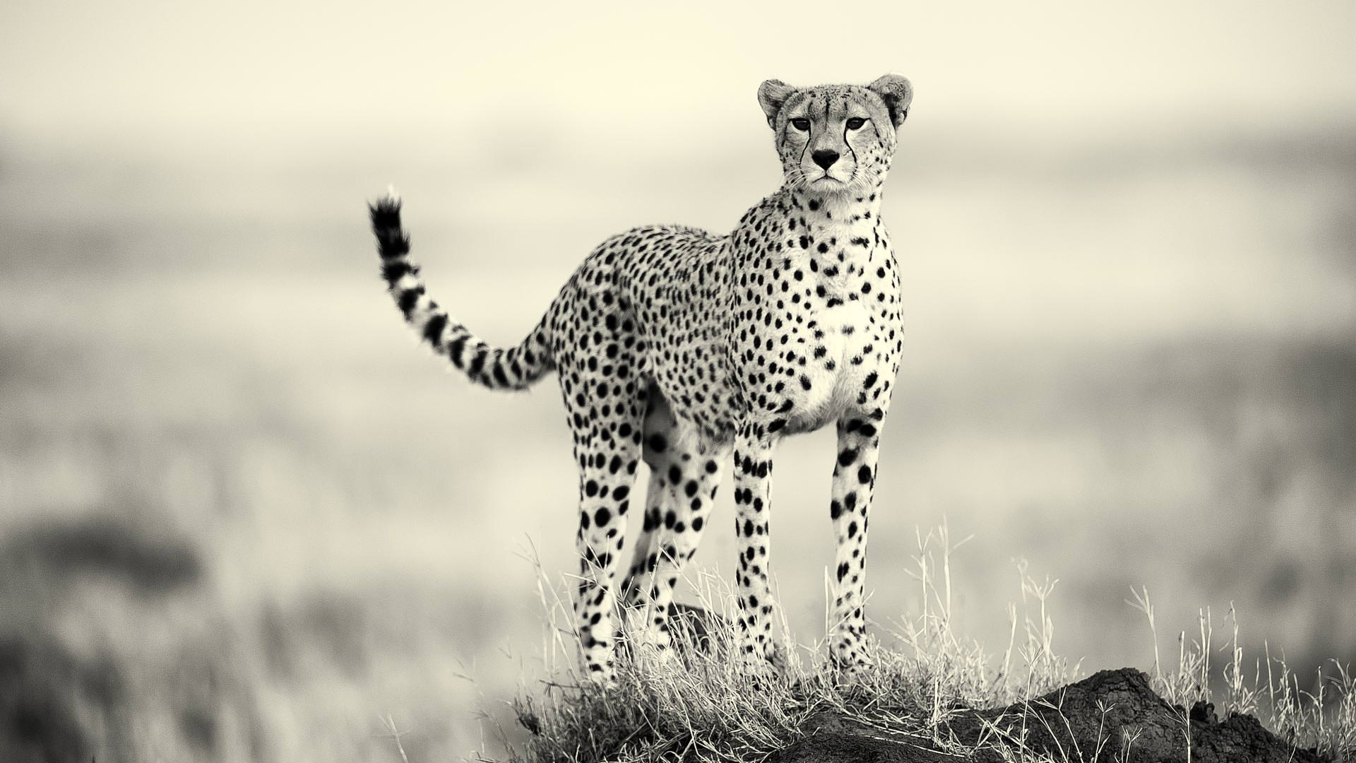cheetah Tarangire national park