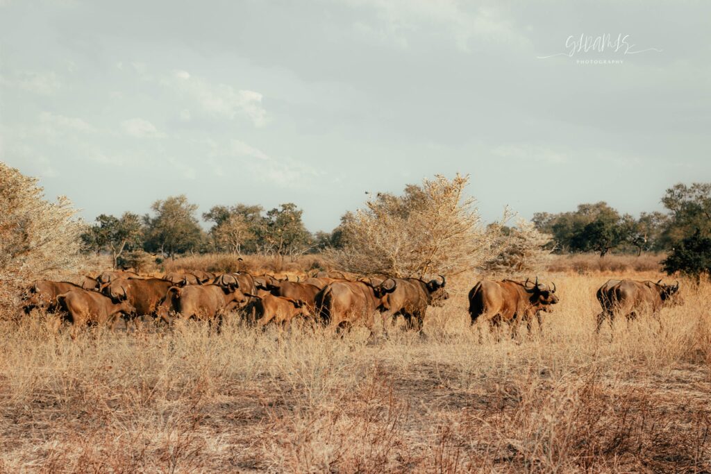 Nyerere National Park (ex Selous Game Reserve)