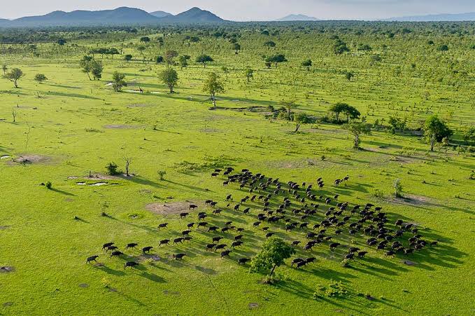 Nyerere National Park (ex Selous Game Reserve)