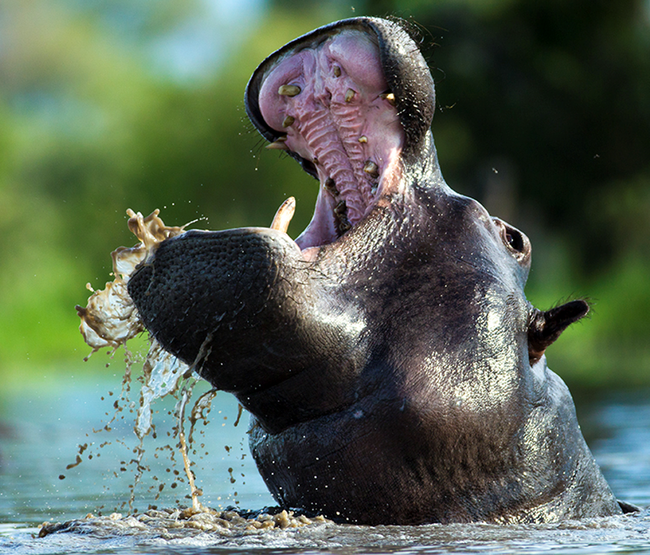 Hippos In ngorongoro national park