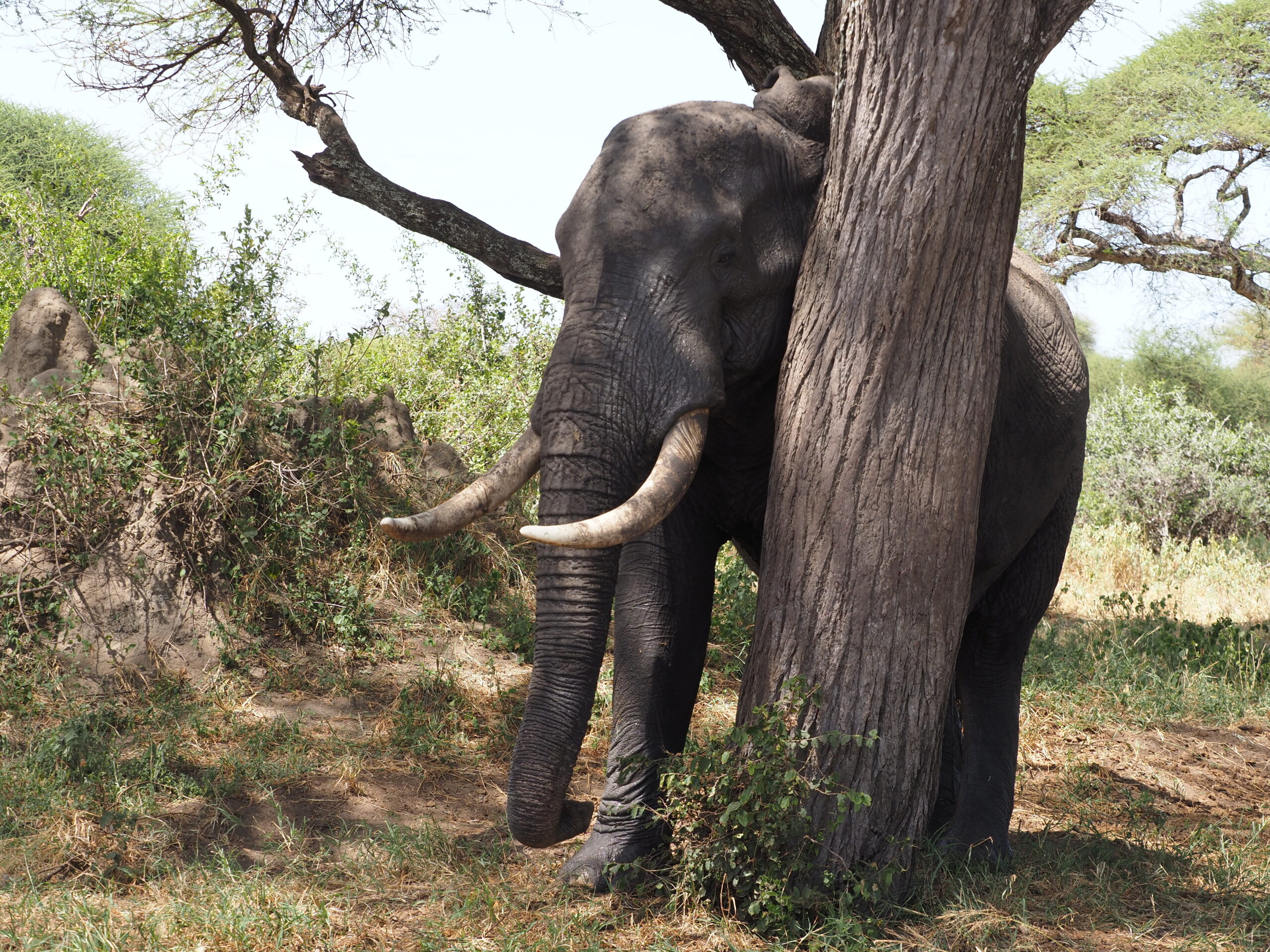 Elephant in 3 Days Wildebeest Calving Safari in Ndutu Serengeti