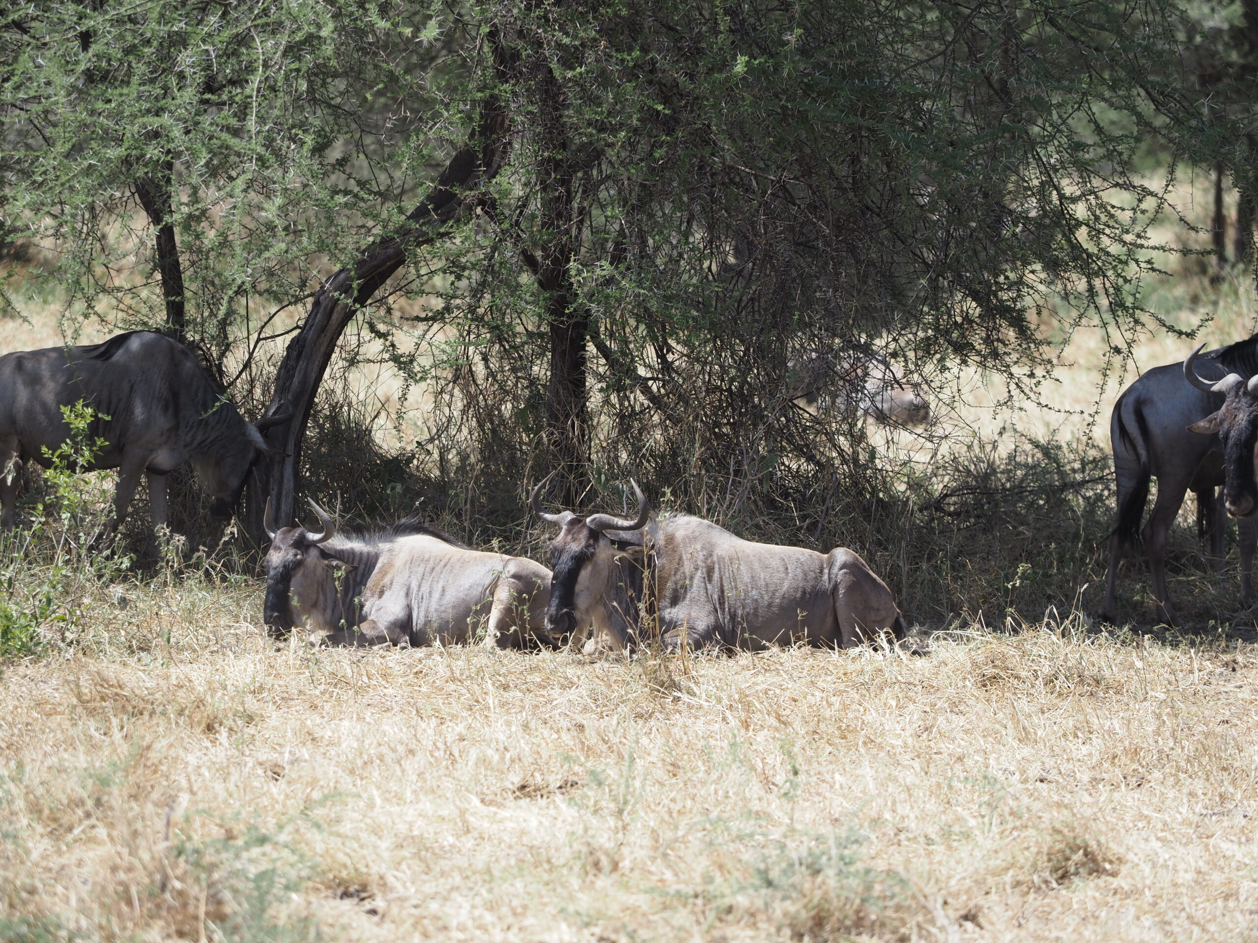 Wildebeest in 3 Days Wildebeest Calving Safari in Ndutu Serengeti