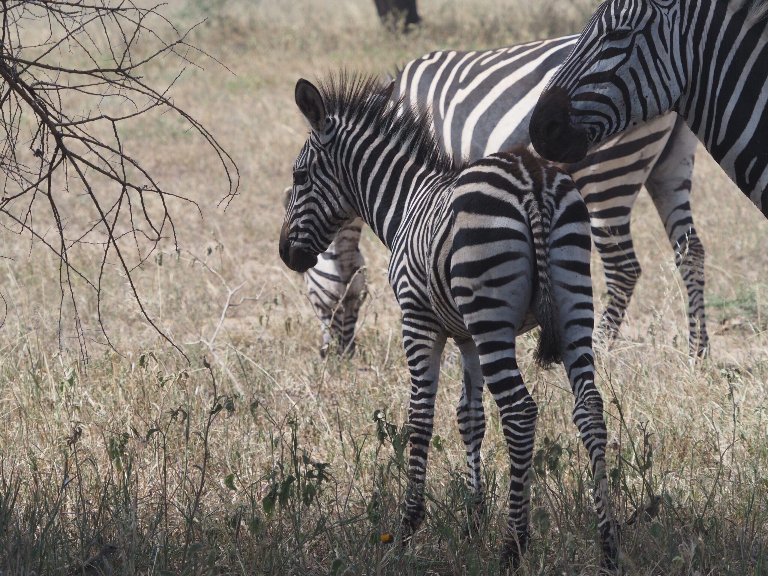 Zebra in 3 Days Wildebeest Calving Safari in Ndutu Serengeti