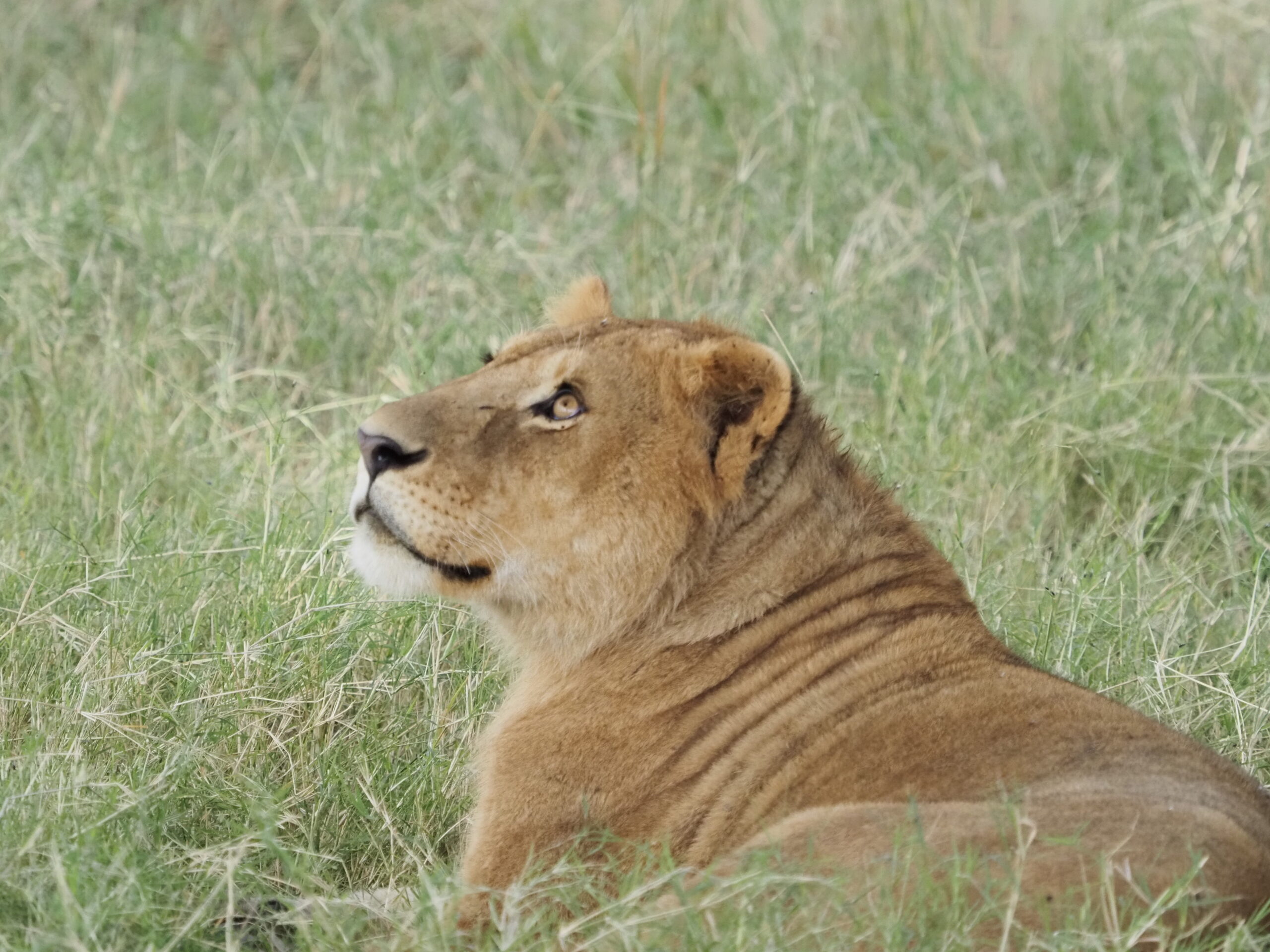 Hungry Female lion in Serengeti National Park