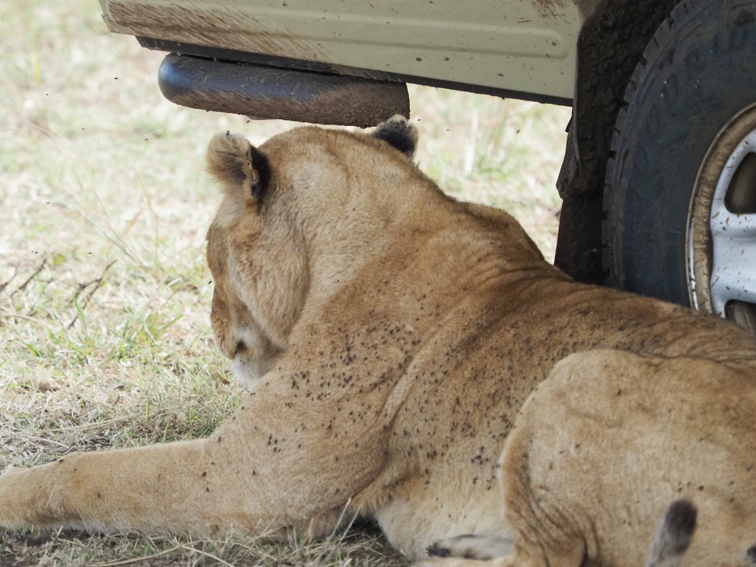Lion In Serengeti National park on 7 Days Wildlife Safari and Lake Eyasi