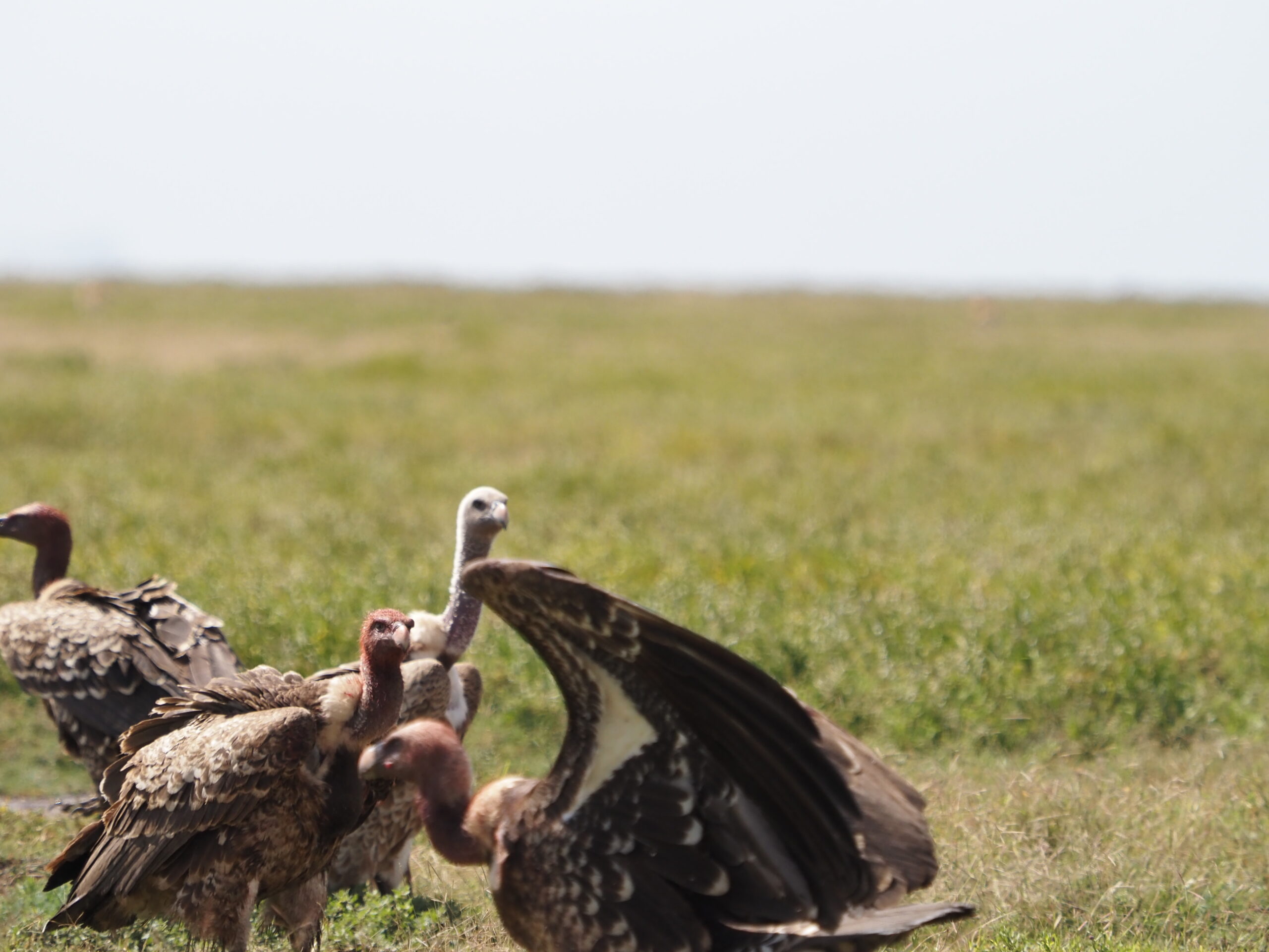 White-backed vulture in 3 Days Wildebeest Calving Safari in Ndutu Serengeti
