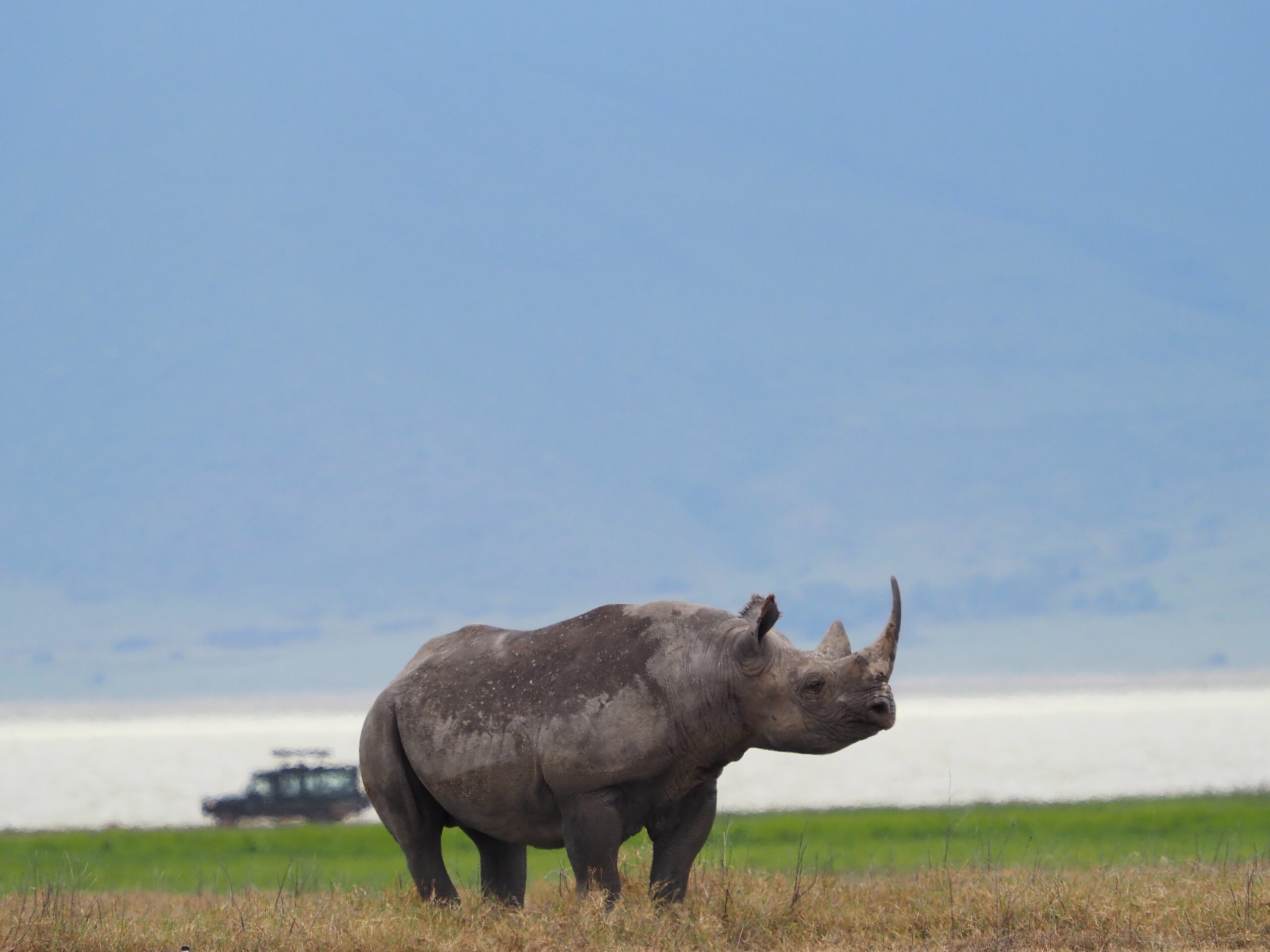 Rhino In Serengeti National park on 7 Days Wildlife Safari and Lake Eyasi