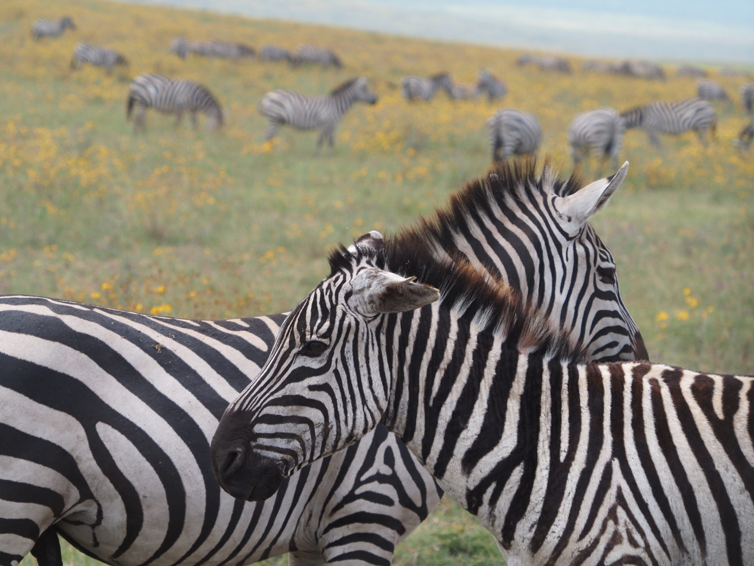Zebra In 7 Day The Great Wildebeest Migration Safari