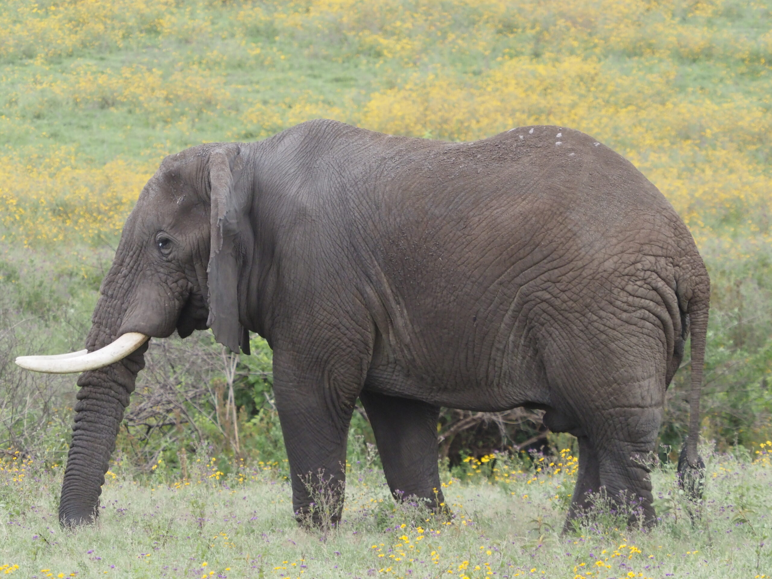 Elephant In 7 Day The Great Wildebeest Migration Safari