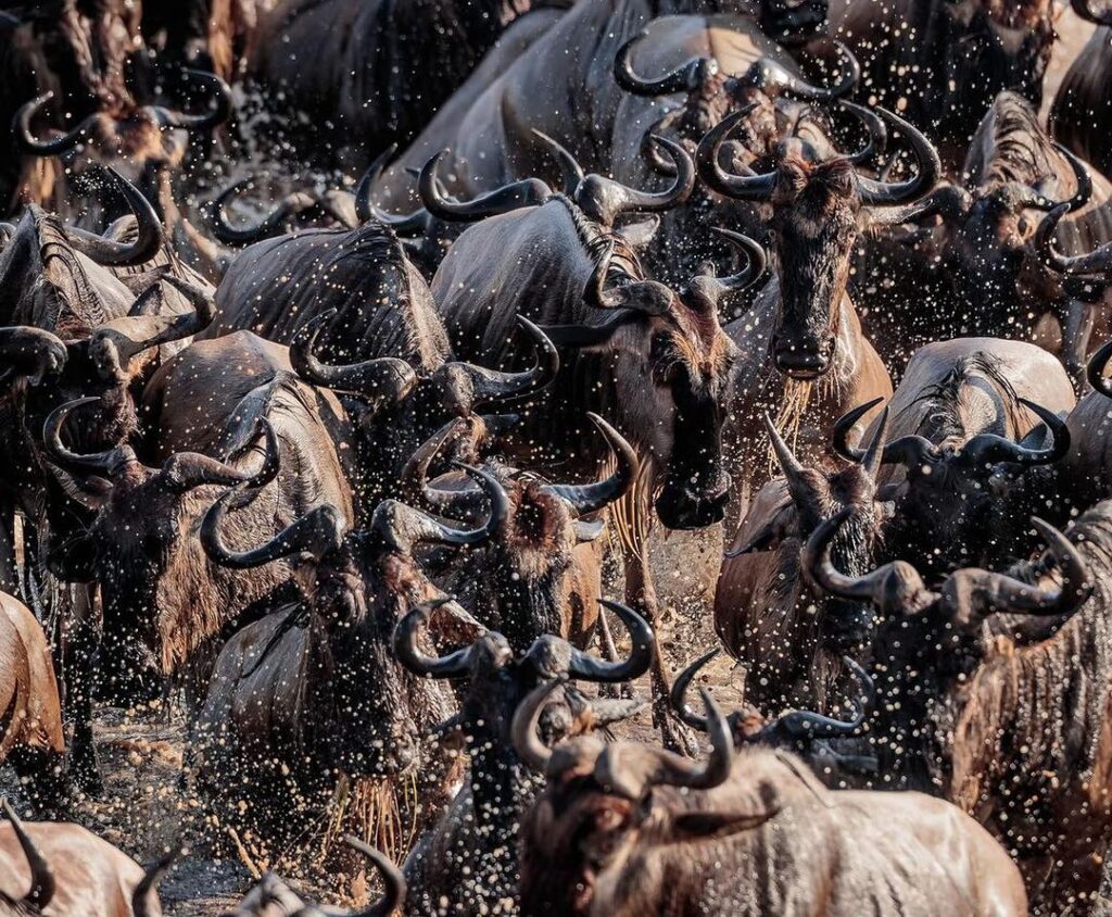 The Great Wildebeest Migration in Ngorongoro National Park 