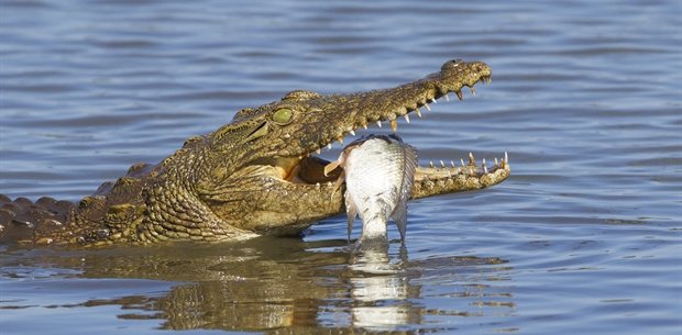 The crocodile having meal Saadani National Park