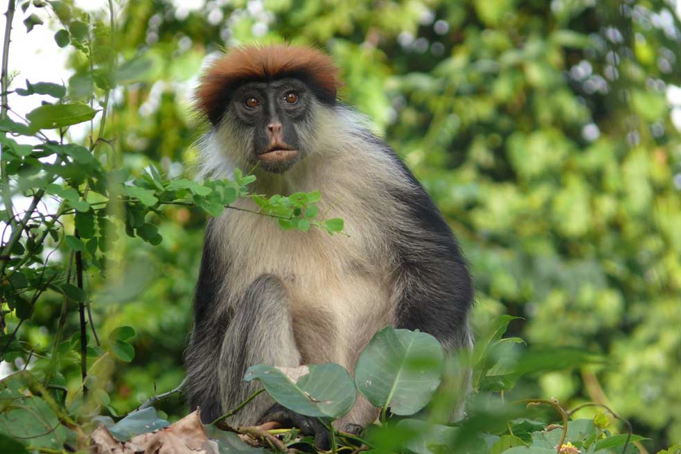 Udzungwa Mountains  Red Colobus Monkey picture