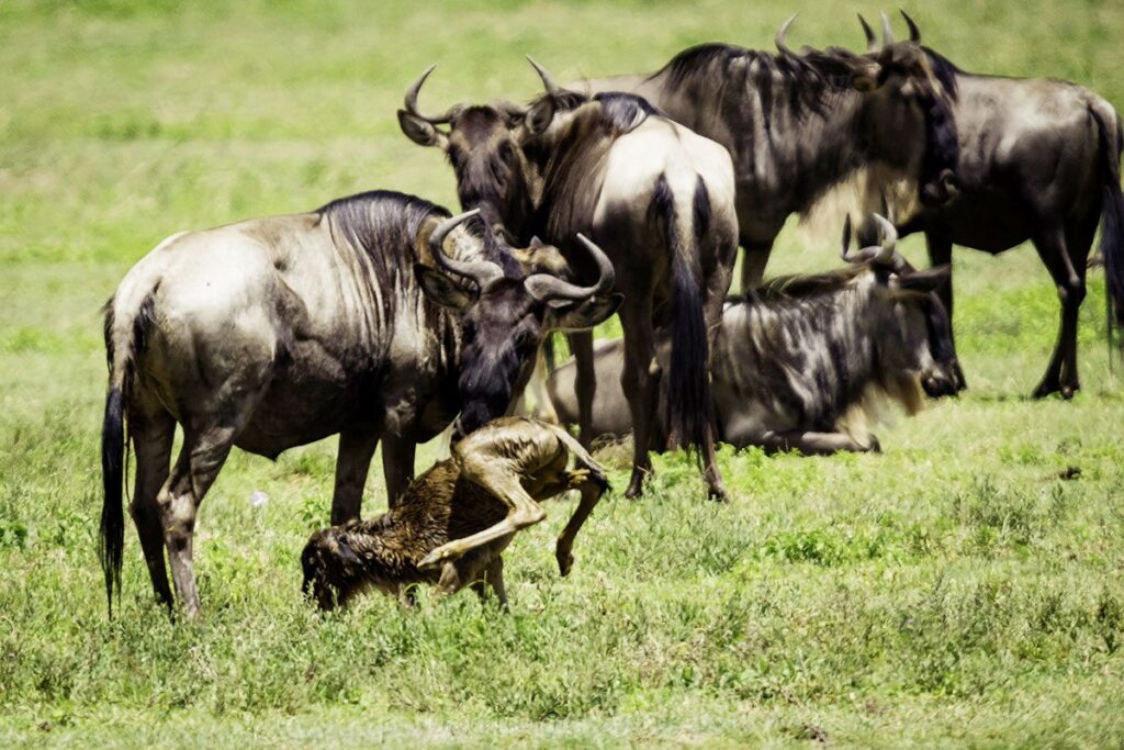 Wildebeest Calving Season in Ndutu Serengeti