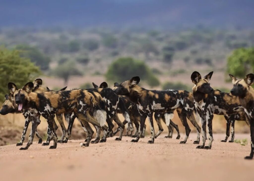 Wild Dog in Nyerere National Park 