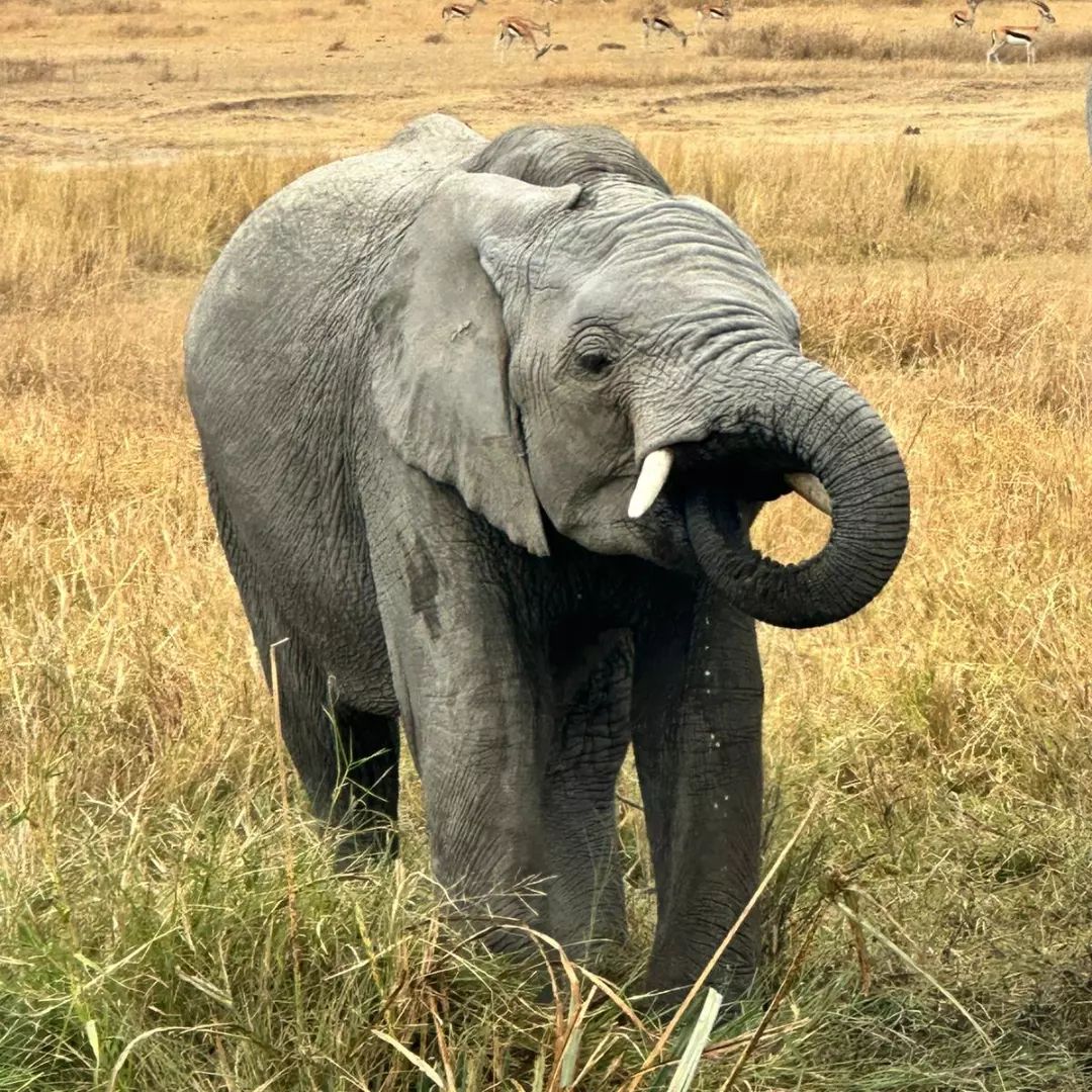 Elephant in Mara River in 10 Days Tanzania Safari to Zanzibar