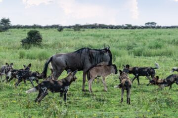 Wildebeest Calving Safari in Ndutu Serengeti