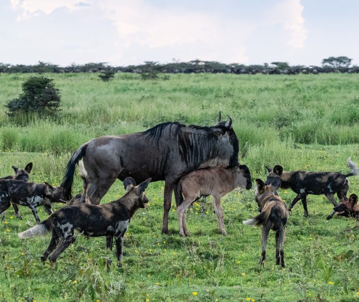 Wildebeest Calving Safari in Ndutu Serengeti