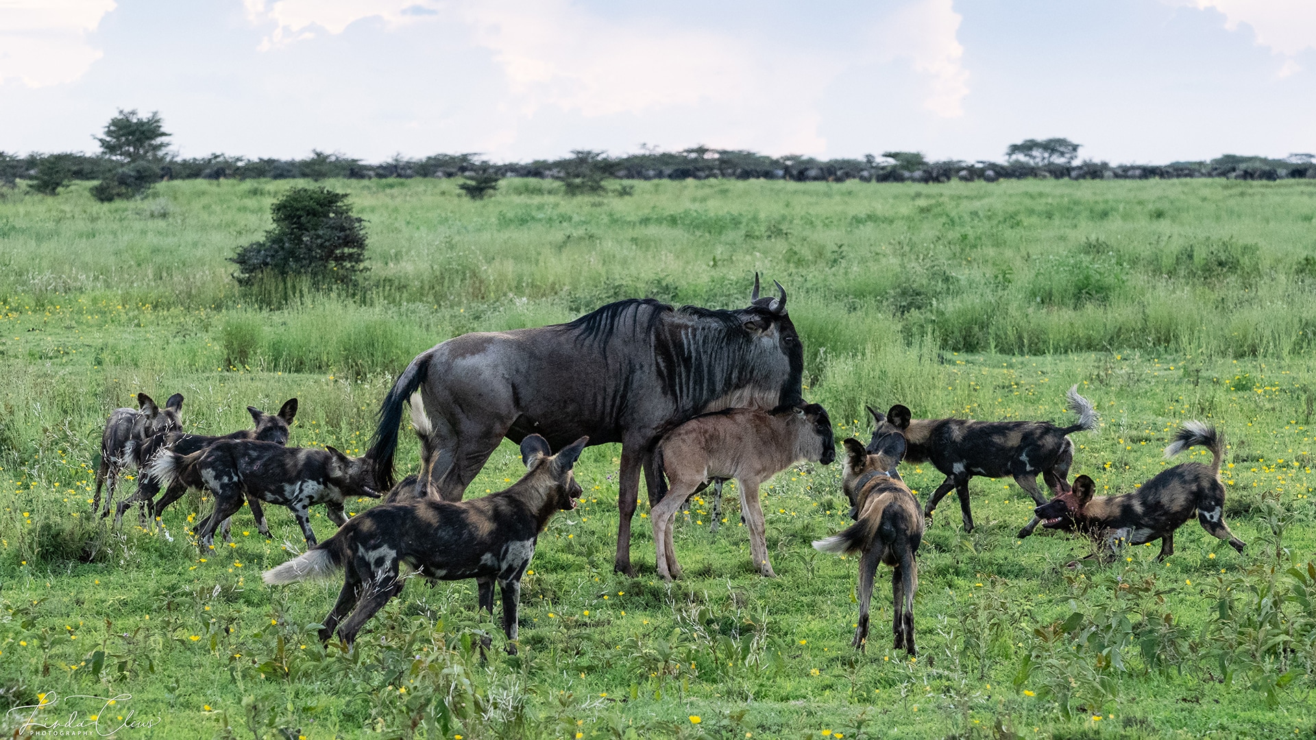 Wildebeest Calving Safari in Ndutu Serengeti