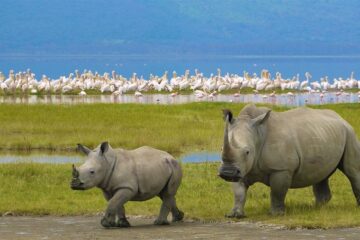 black rhinos and-flamingos at 4 Days Budget Tanzania Camping Safari.