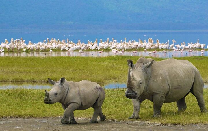 black rhinos and-flamingos at 4 Days Budget Tanzania Camping Safari.