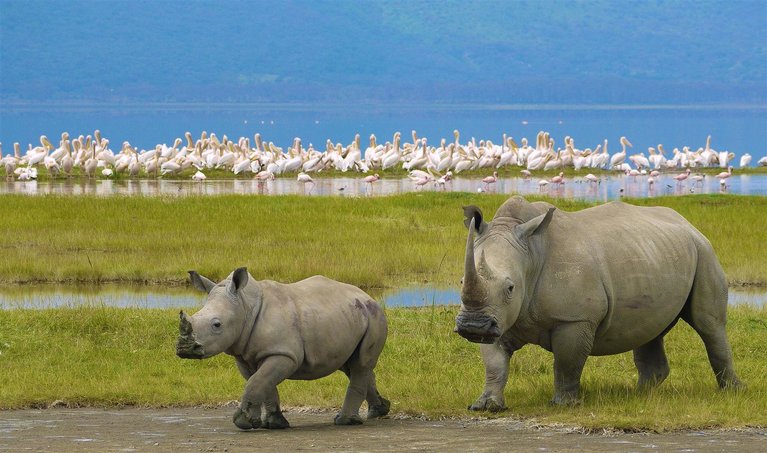 black rhinos and-flamingos at 4 Days Budget Tanzania Camping Safari.