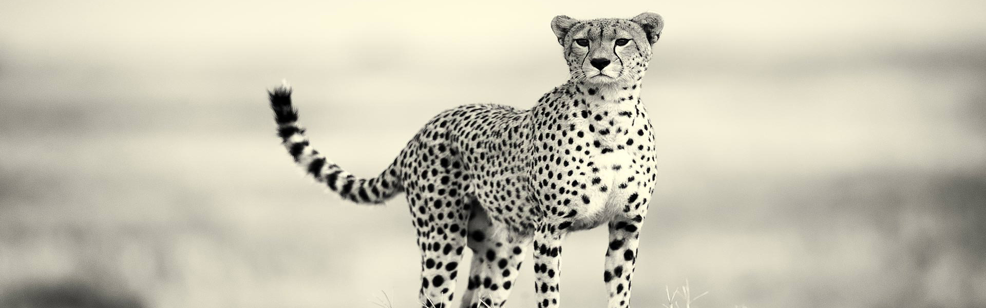 cheetah Tarangire national park