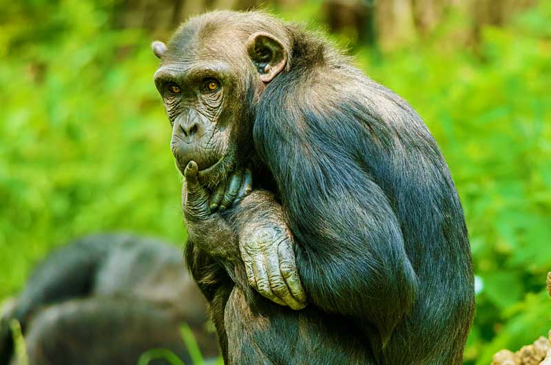 chimpanzee in gombe national park afromasai eastern tours