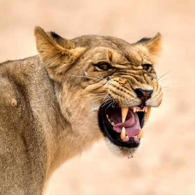 female hungry lion in serengeti female hungry lion in serengeti