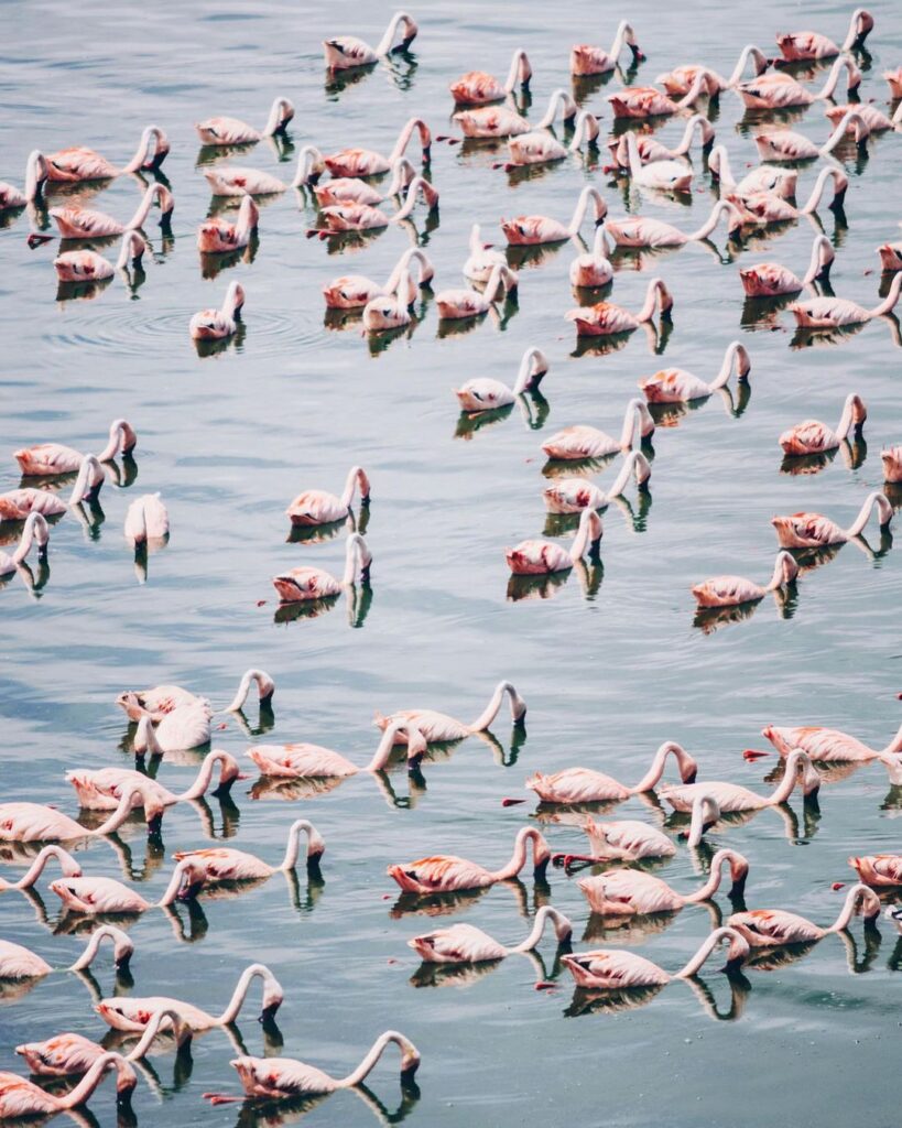 flamingos In Arusha National Park 