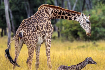 Giraffe in Mikumi National Park