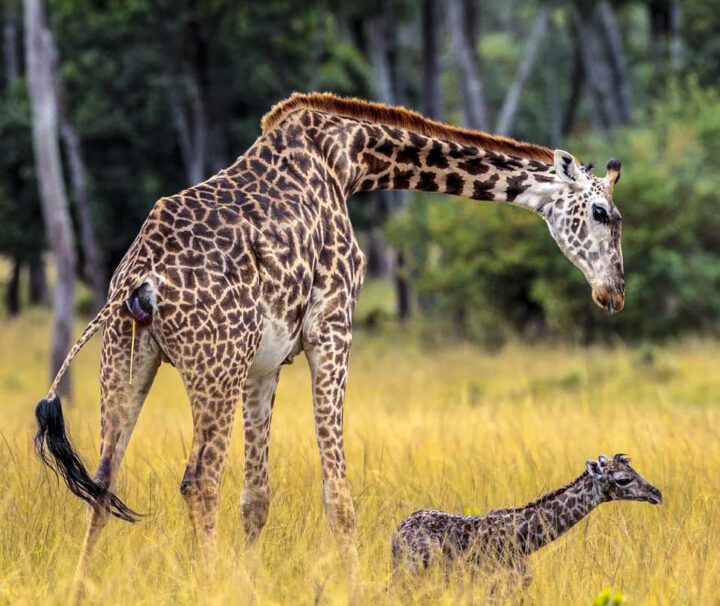 Giraffe in Mikumi National Park