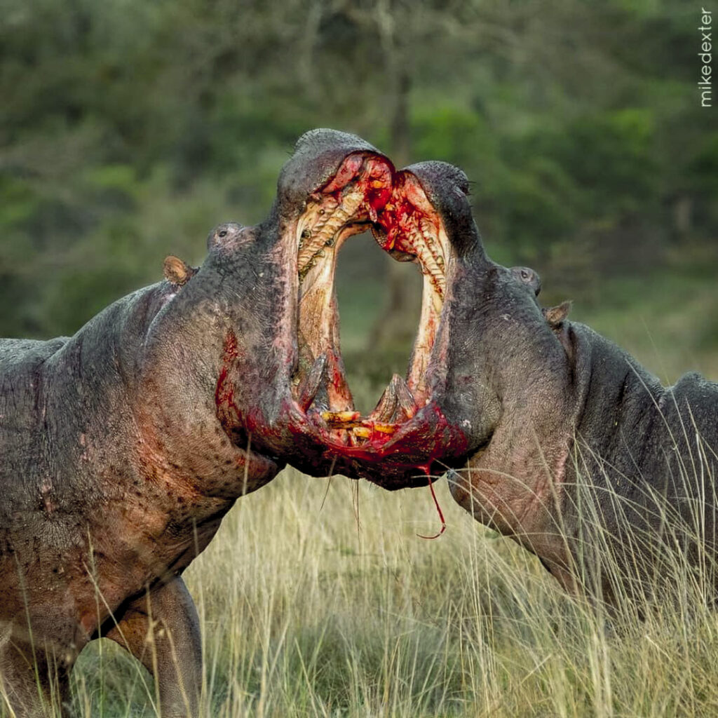 hippos in lake manyara national  park afromasai eastern safari