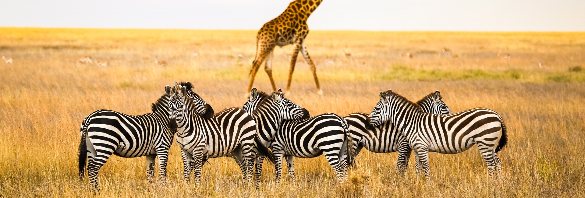 serengeti national park giraffe