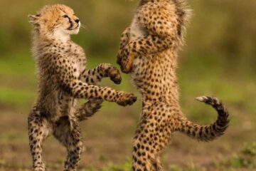 small cheetahs in Tarangire national park