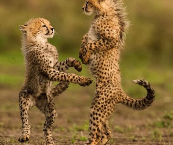 small cheetahs in Tarangire national park