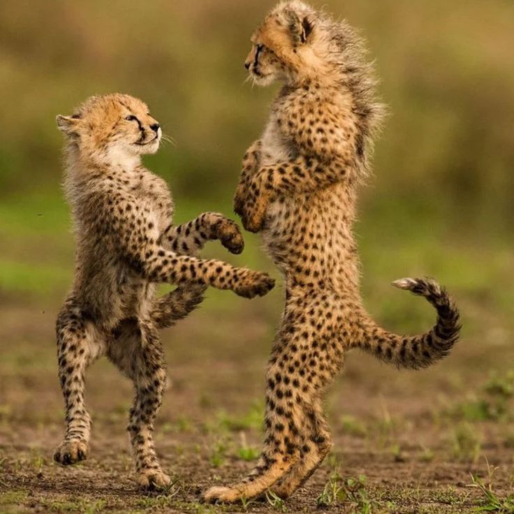 small cheetahs in Tarangire national park