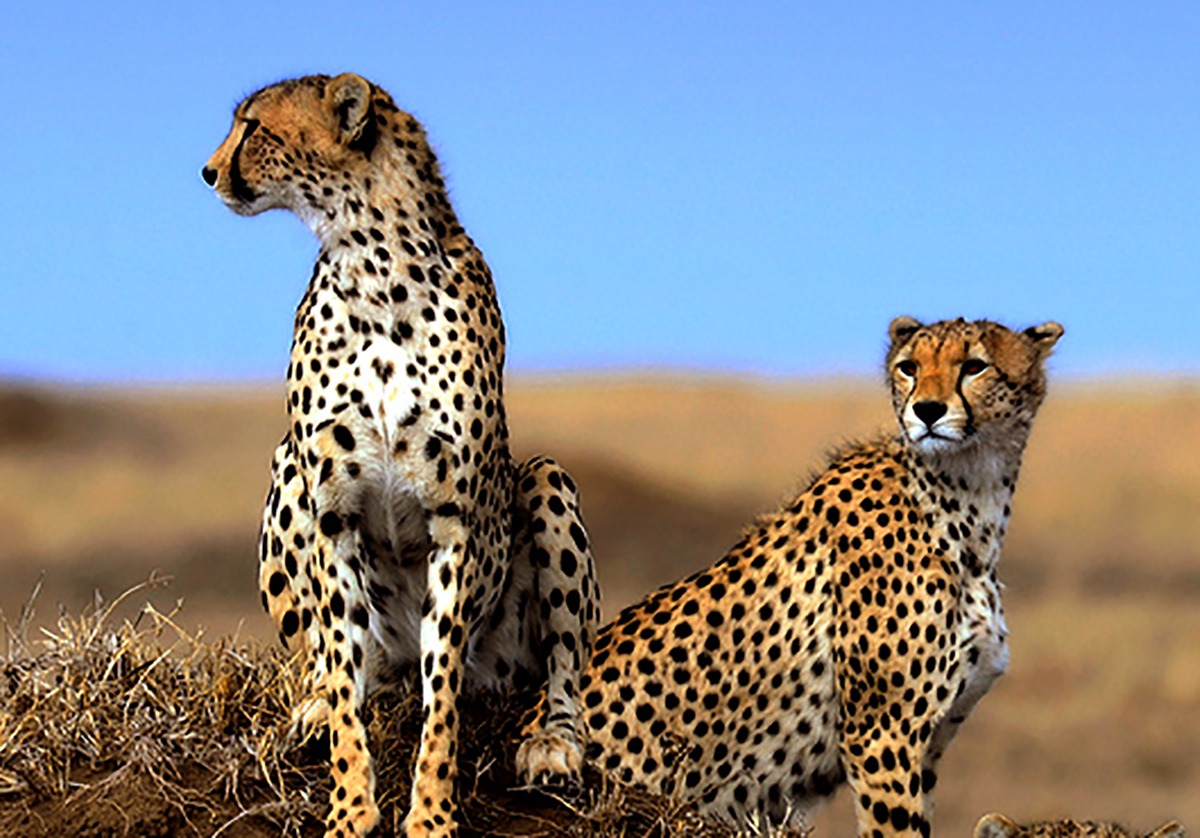 Explore Tanzania Big five Safari