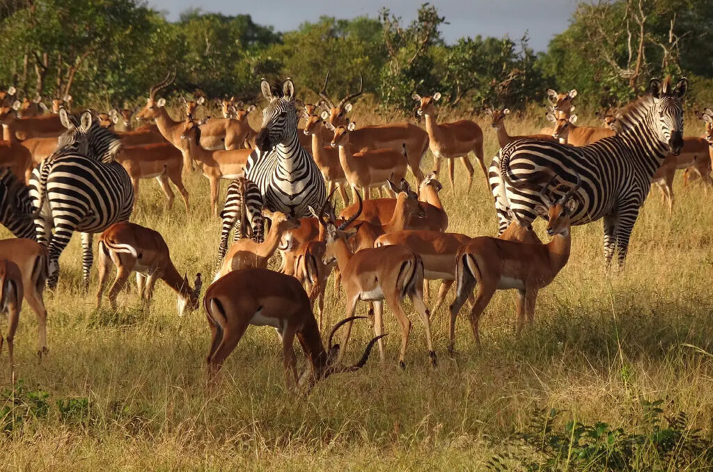 Mikumi national park Zebra