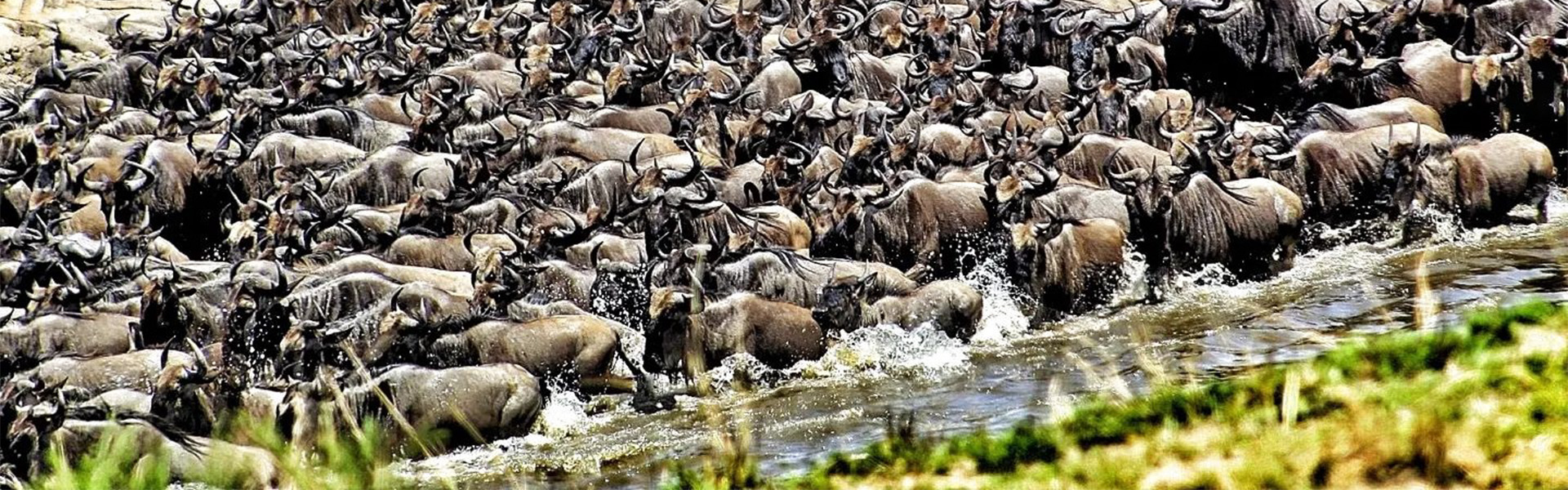6 Days Ndutu Calving Season in Serengeti Migration Safari with Lake Eyasi