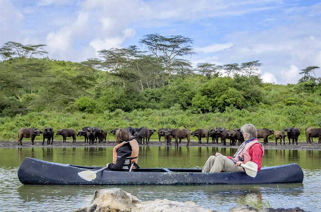 Buffaloes when Canoeing in Day Trip to  Arusha National Park
