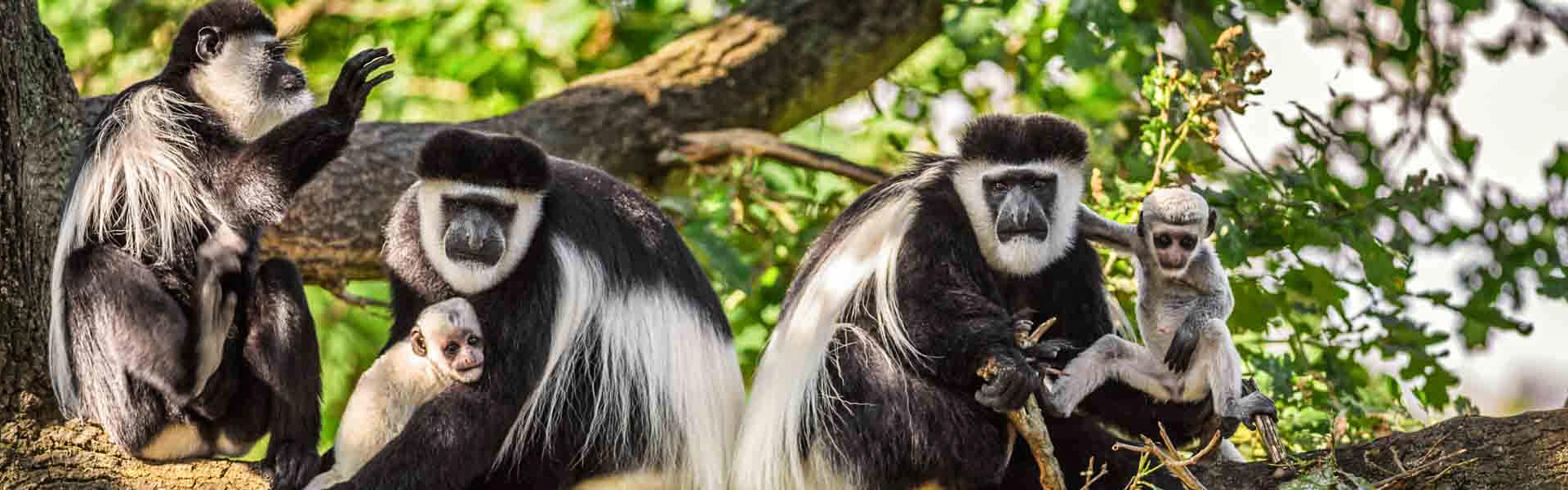 Day Trip to Arusha National Park