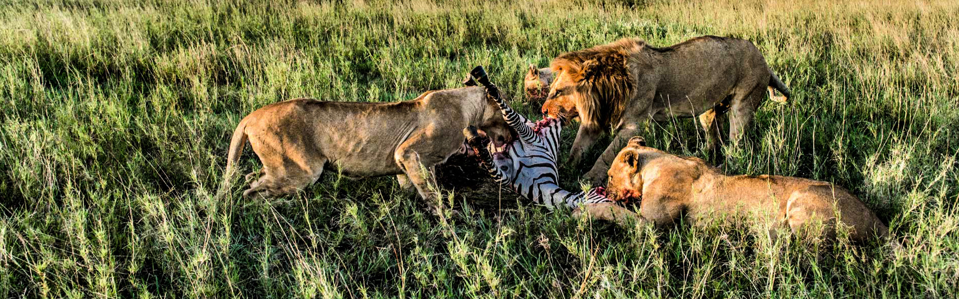 5 Days Group Joining Safari in Tanzania