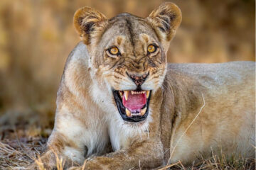 Lion in Five days Joining Safari in Tanzania