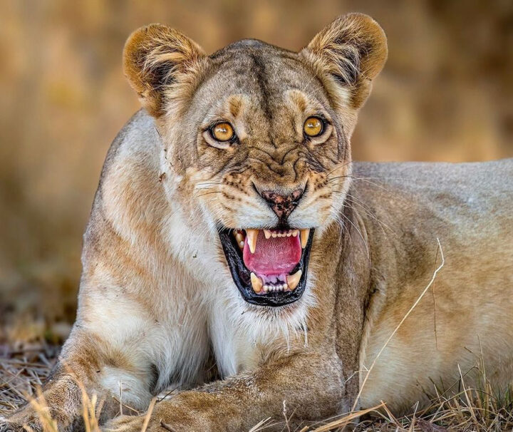 Lion in Five days Joining Safari in Tanzania
