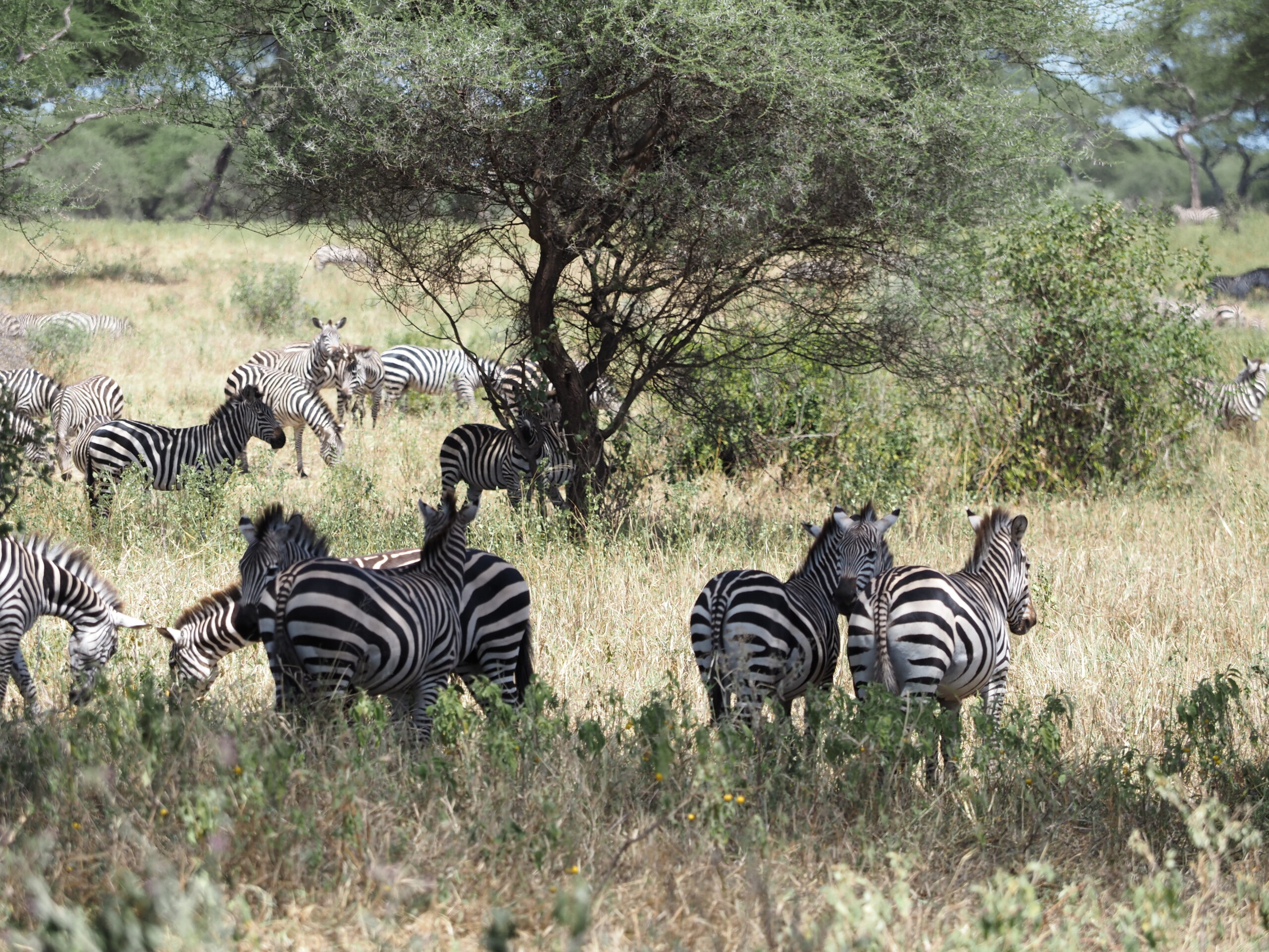 Zebra in 6 Days Wildebeest Calving Season Safari with Lake Eyasi