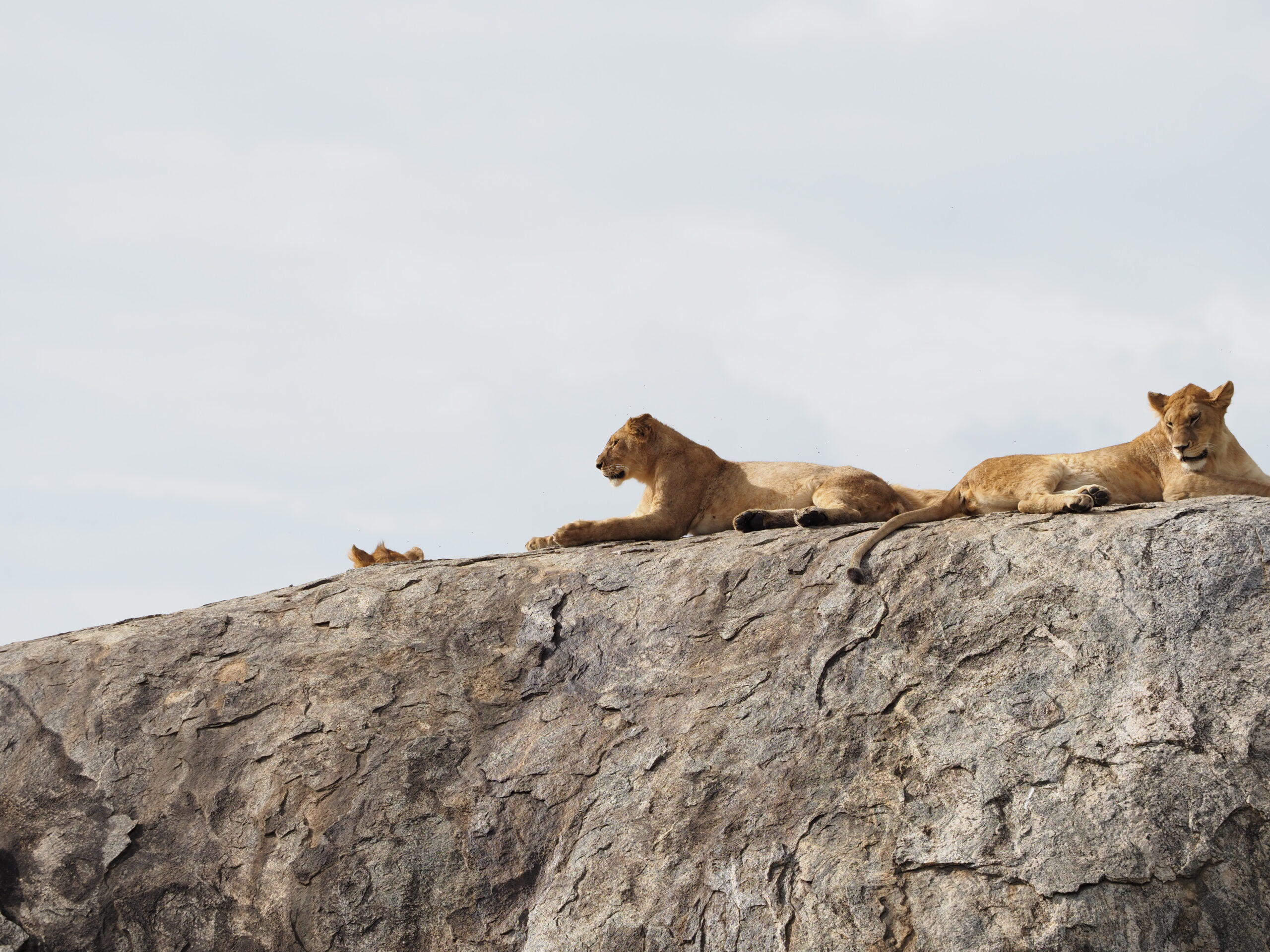 Lions in Serengeti National Park