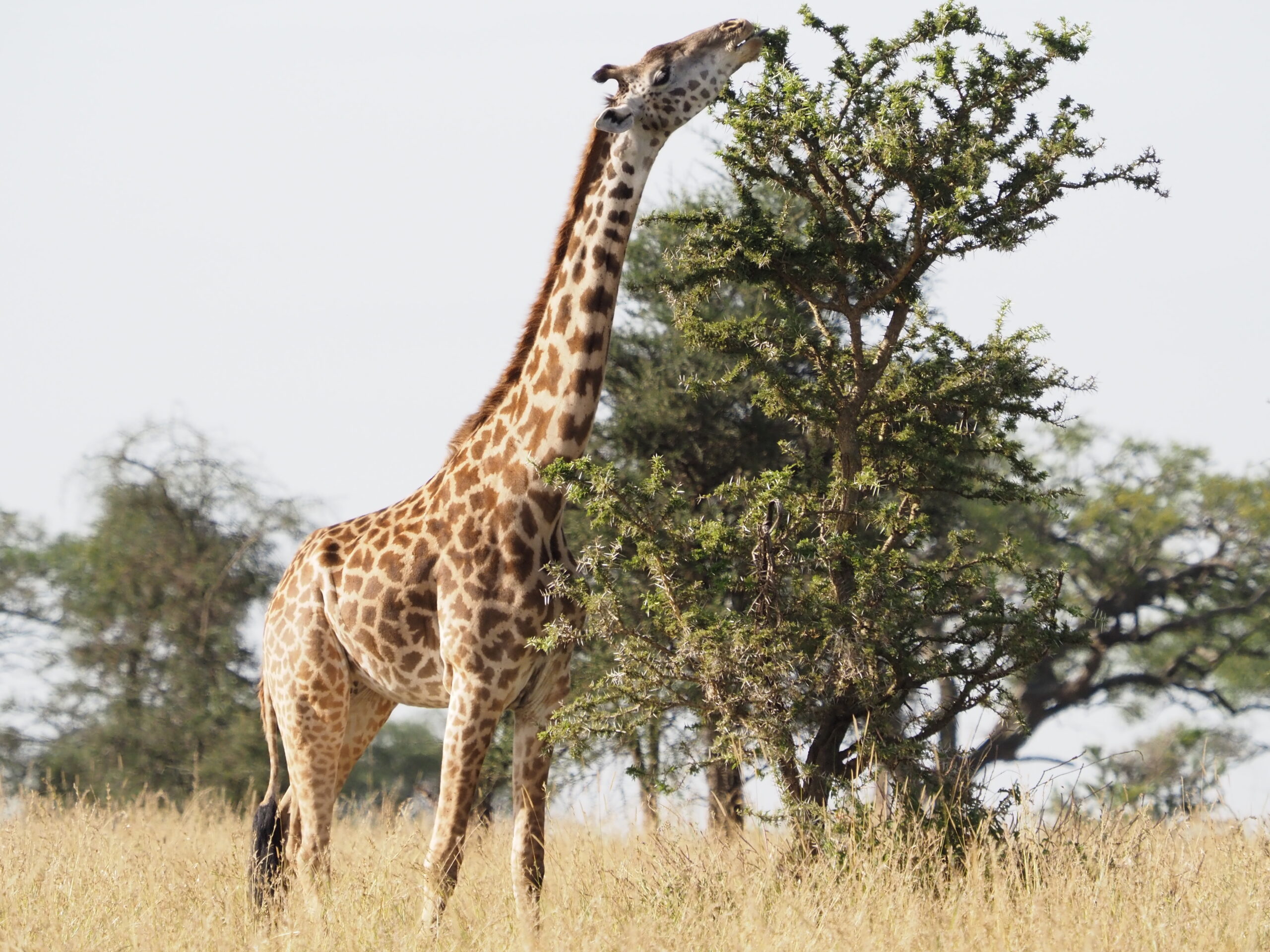 Giraffe in Senegeti National Park
