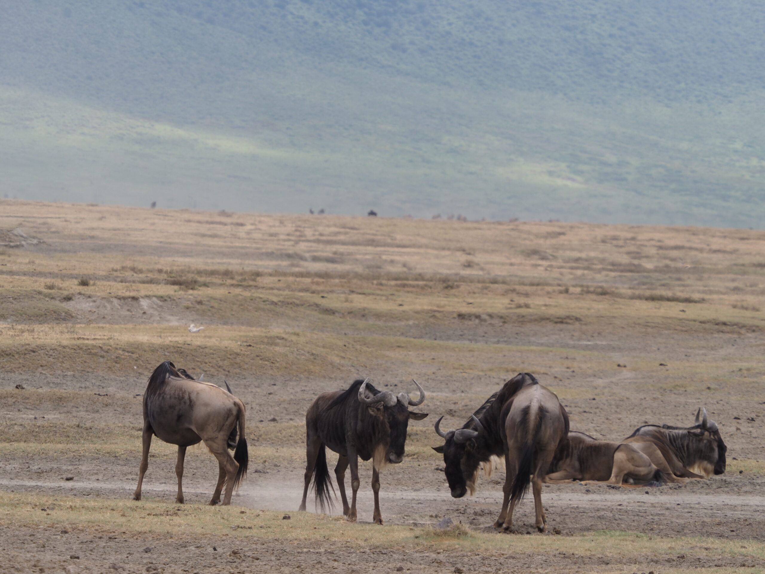 Wildebeest in Ndutu Southern Srenegeti National Park